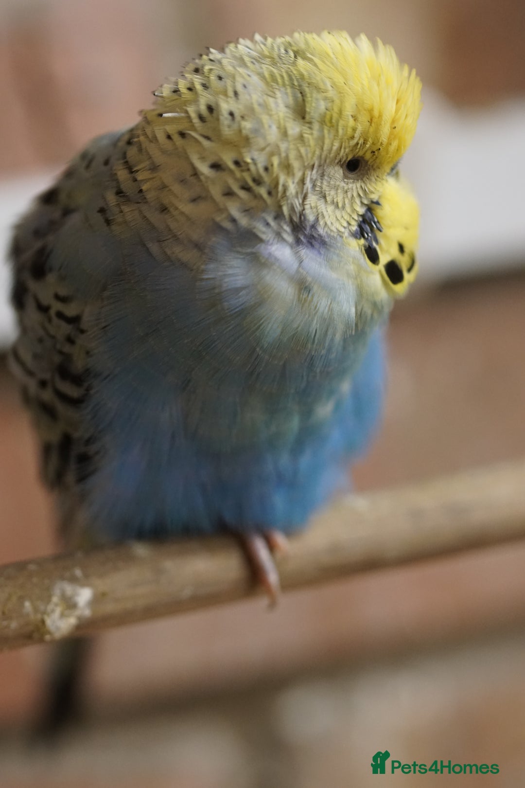 Budgerigars birds for sale: Budgies  - Advert 10