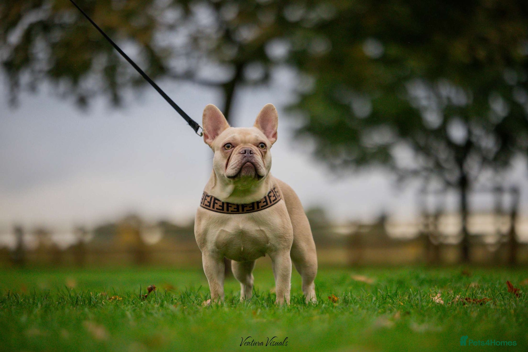 French Bulldog dogs *RE-HOME* Casper 2 y/o FRENCHIE  - Advert 1