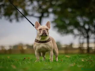 French Bulldog dogs *RE-HOME* Casper 2 y/o FRENCHIE - Advert 3