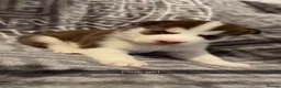 Siberian Husky dogs for sale: 4 beautiful husky puppy’s  in Seaham - Advert 6