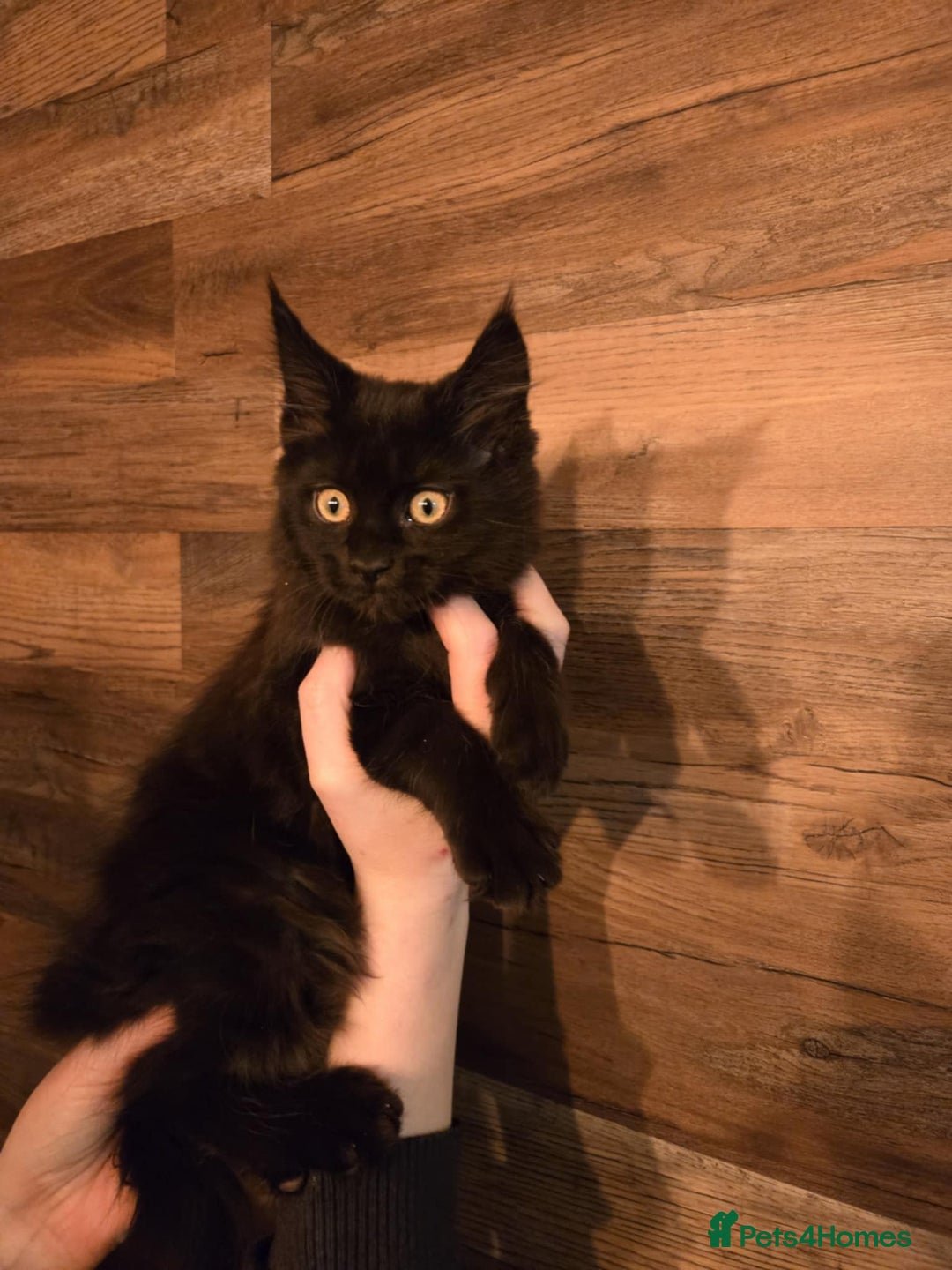 Maine Coon cats for sale: GCCF Maine Coon kittens 1 black F 1 black smoke M - Advert 20