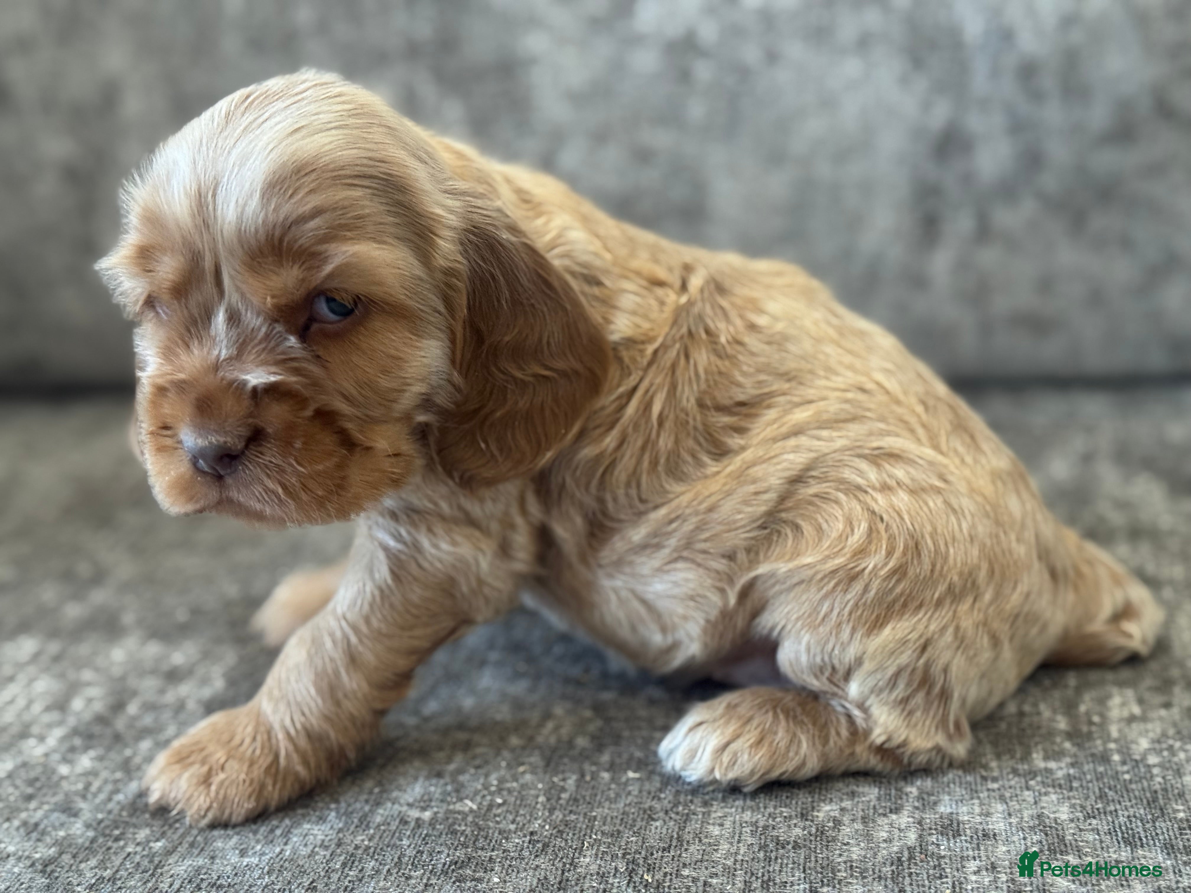 Cocker Spaniel dogs 100% SHOWTYPE KC REGISTERED HEALTH TESTED - Advert 6