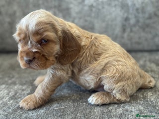 Cocker Spaniel dogs 100% SHOWTYPE KC REGISTERED HEALTH TESTED - Advert 2