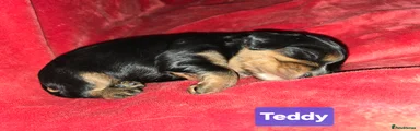 Cavalier King Charles Spaniel Puppy 4