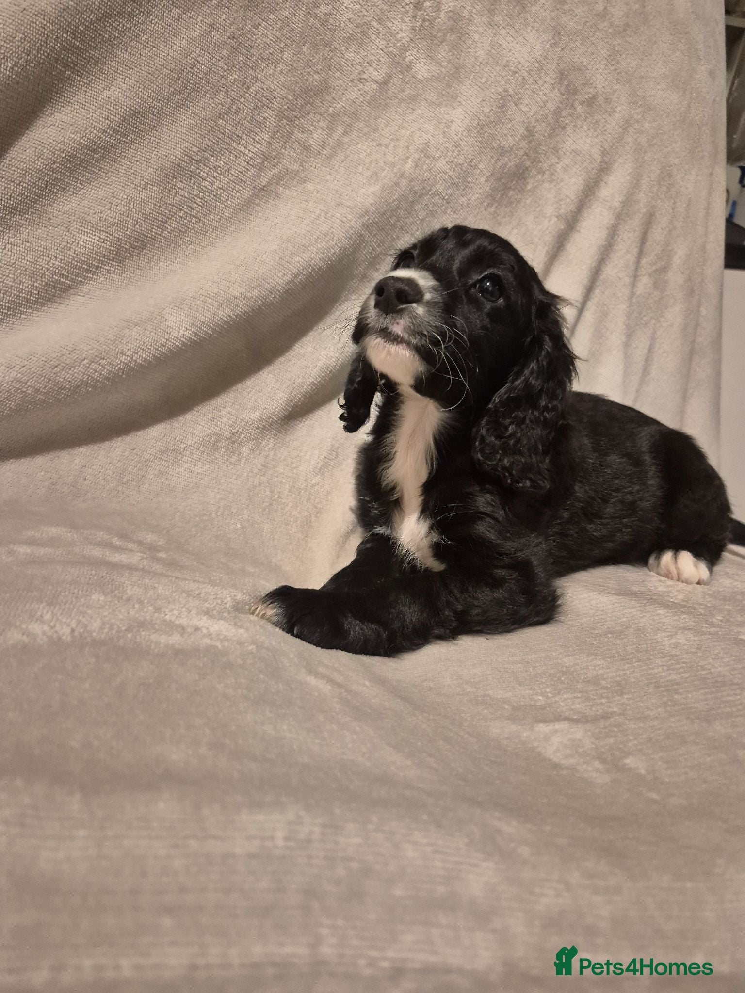 Cockapoo dogs Cockapoo puppies - Advert 2
