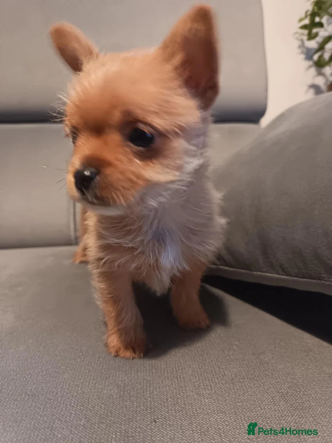 Mixed Breed dogs for sale: 3 Mixed breed puppies  - Advert 8