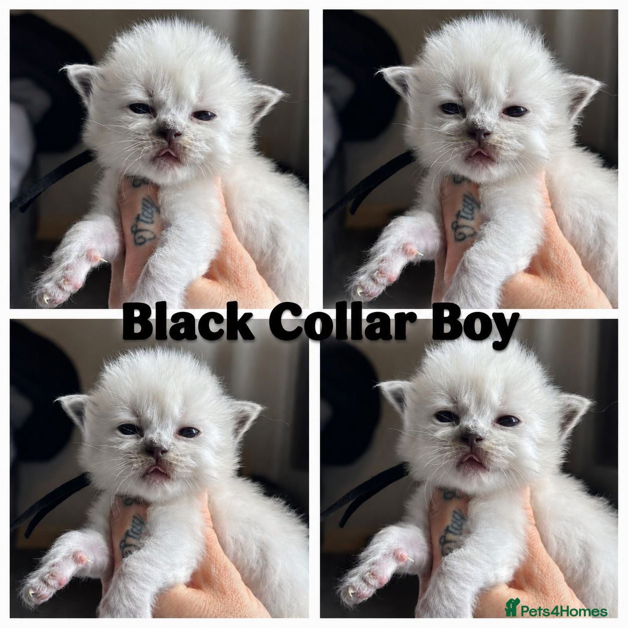 Ragdoll cats 🐾💖 TICA Beautiful Ragdoll Kittens 💖🐾 - Advert 2
