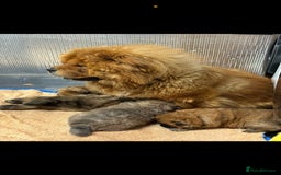 Chow Chow dogs for sale: 🩷🏆Stunning KC registered Chow Chow puppies🏆💙 - Image 22