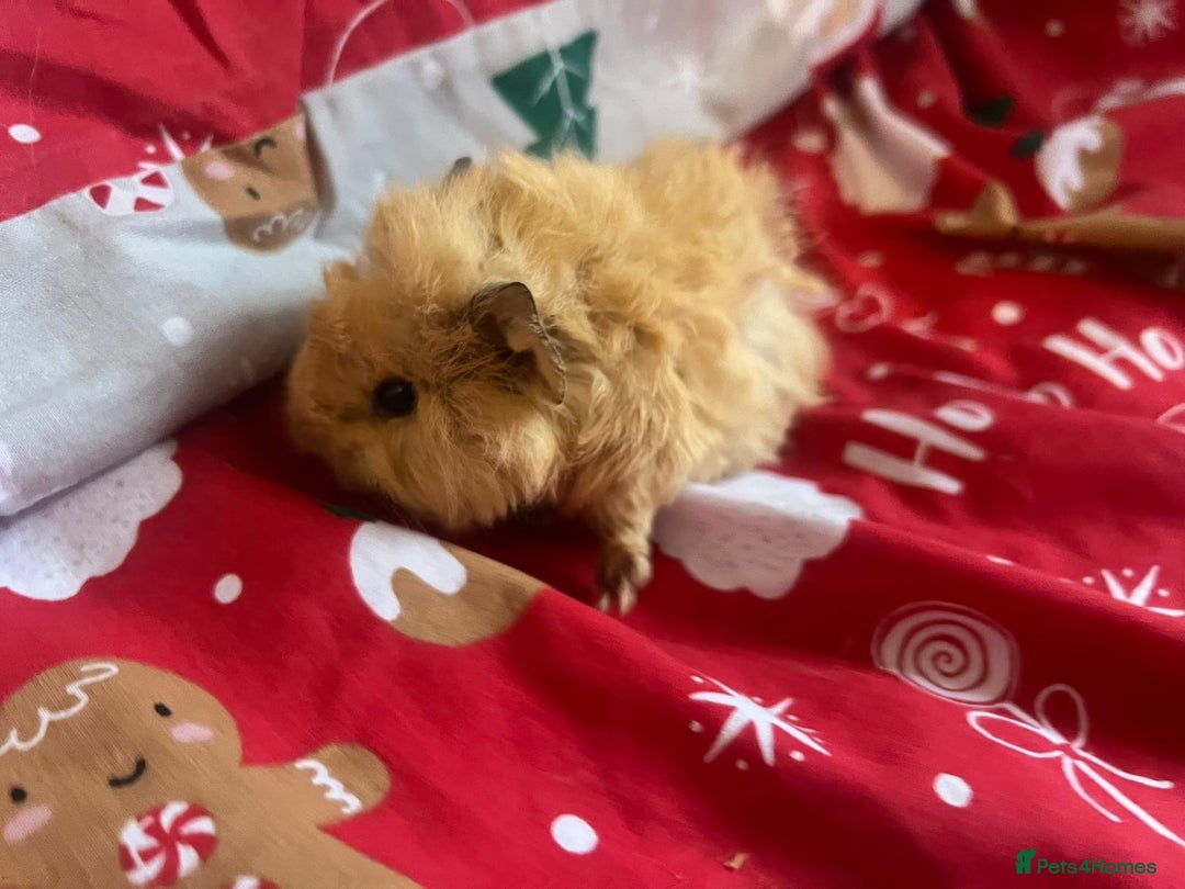 Guinea Pig rodents for sale: Mixed baby guinea pigs  - Advert 2