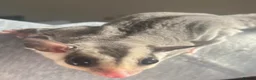 Sugar Glider rodents for sale: Two white face males available  - Advert 4