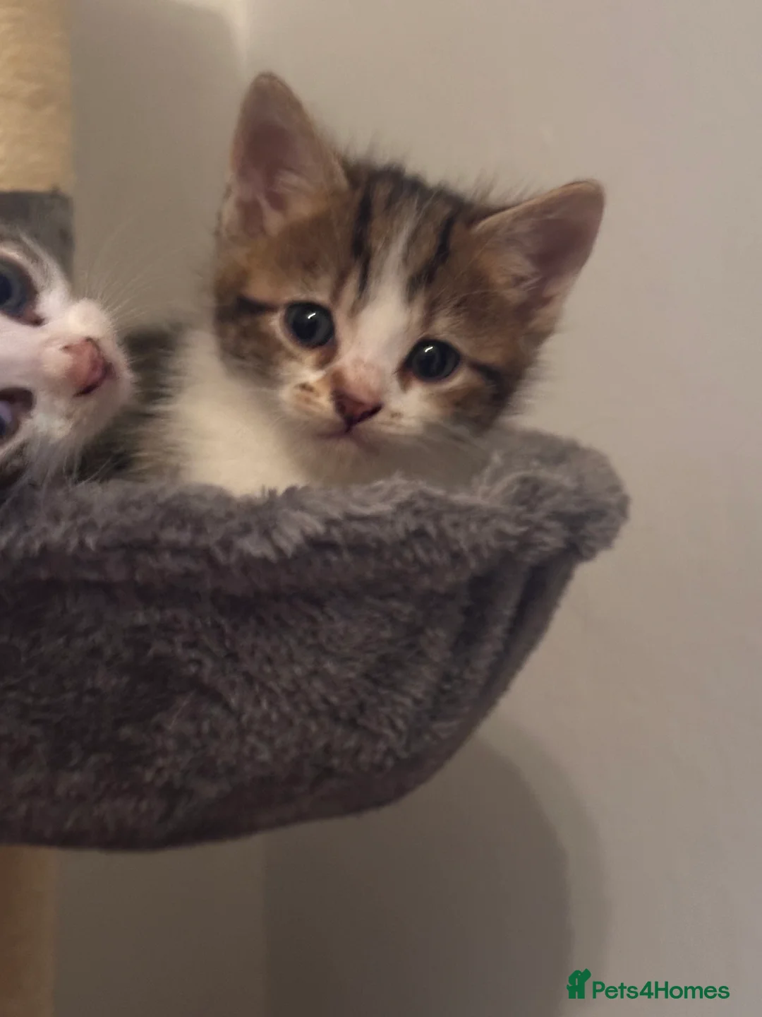 Mixed Breed cats for sale: Kittens - Advert 3