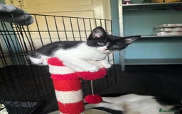 Domestic Shorthair cats for adoption: -Adopt from Cats in Crisis East London  - Image 20