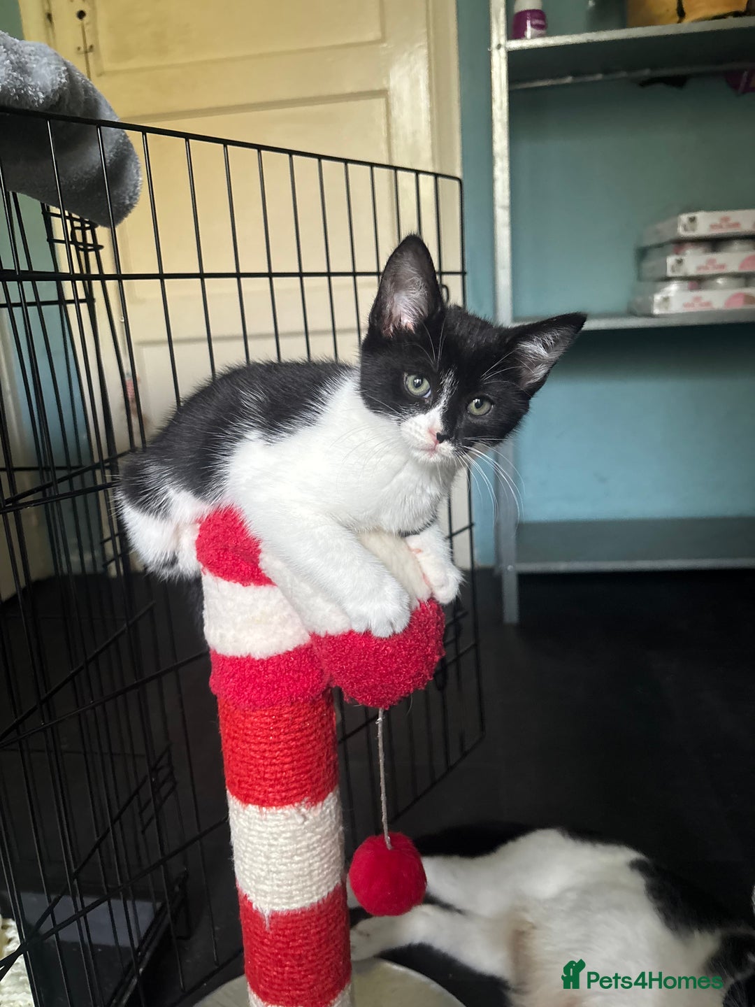 Domestic Shorthair cats for adoption: -Adopt from Cats in Crisis East London  - Image 20