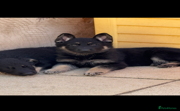 German Shepherd dogs - Advert 1