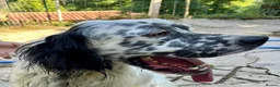English Setter dogs for adoption: Sam   in Blaydon-on-Tyne - Advert 2