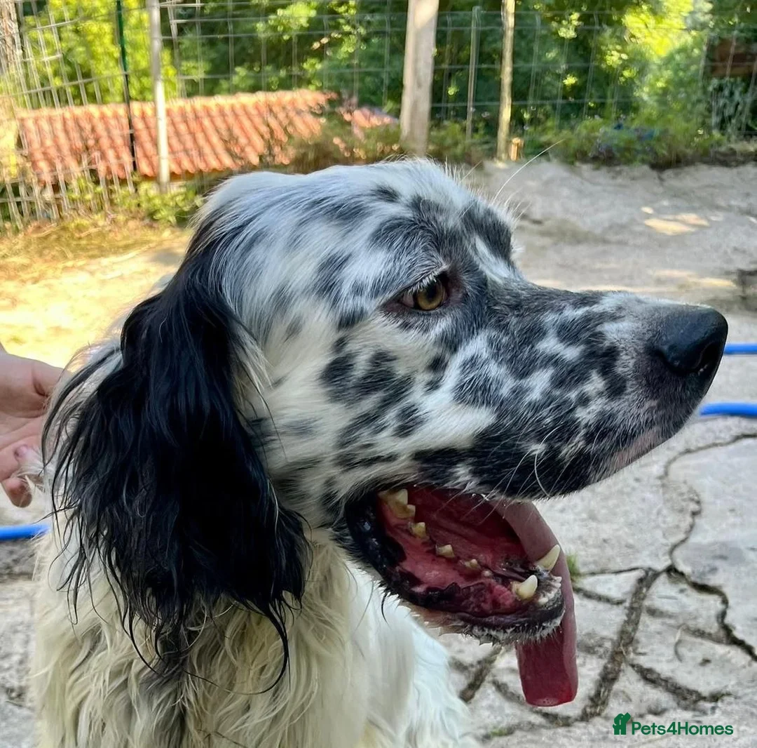 English Setter dogs for adoption: Sam   in Blaydon-on-Tyne - Advert 2