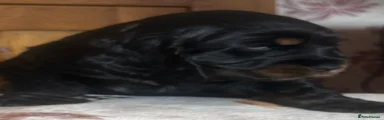 Cocker Spaniel Puppy 2