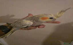 Cockatiels birds for sale: Young cockatiels for sale - Image 1