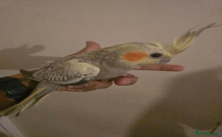 Cockatiels birds - Advert 13