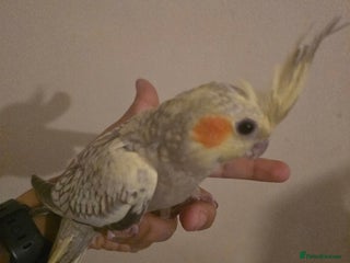 Cockatiels birds - Advert 17
