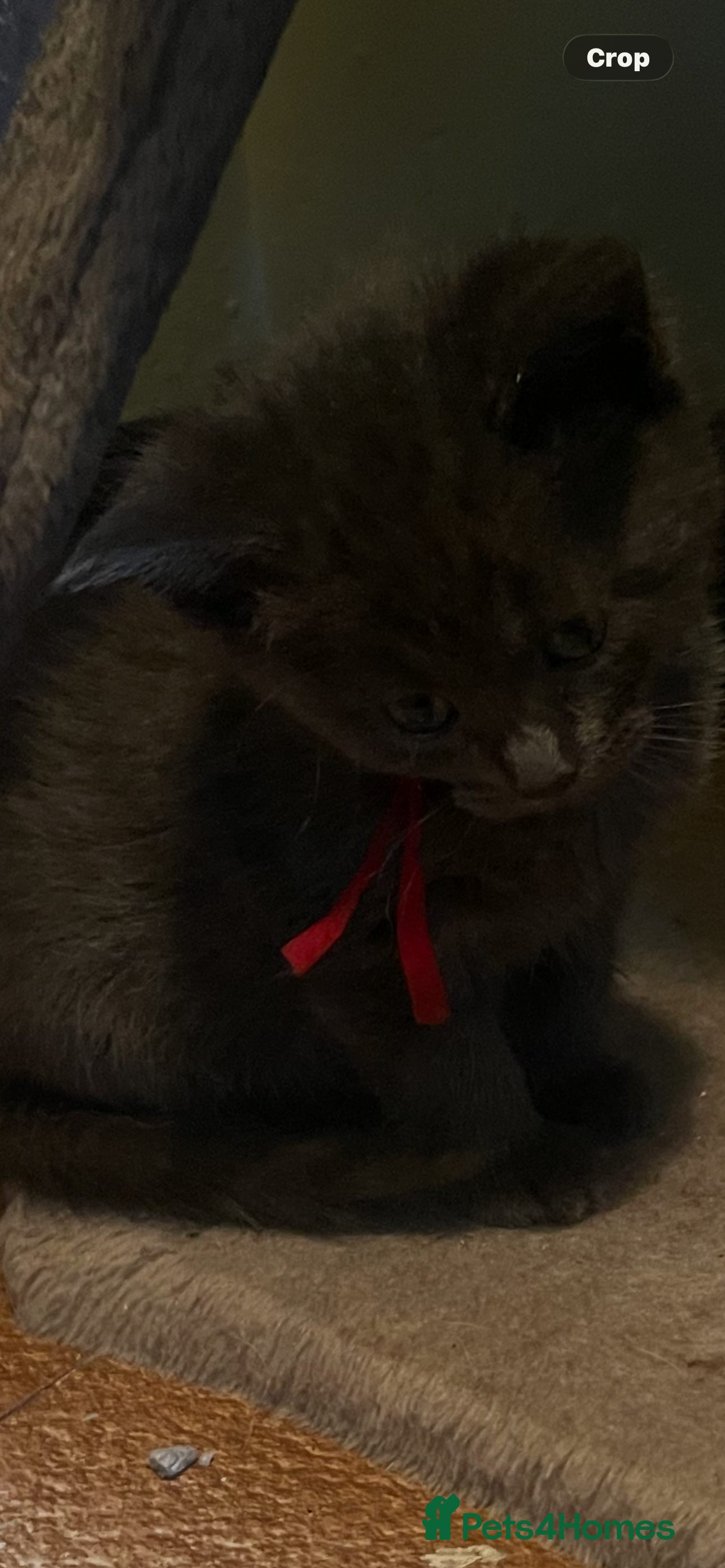 Maine Coon cats Gorgeous 3/4 Maine Coon Kittens 🐈‍⬛  - Advert 2
