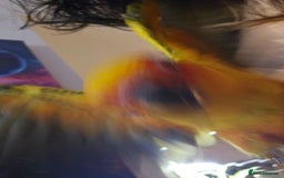 Conures birds for sale: Very sweet tame sun conure  - Image 4