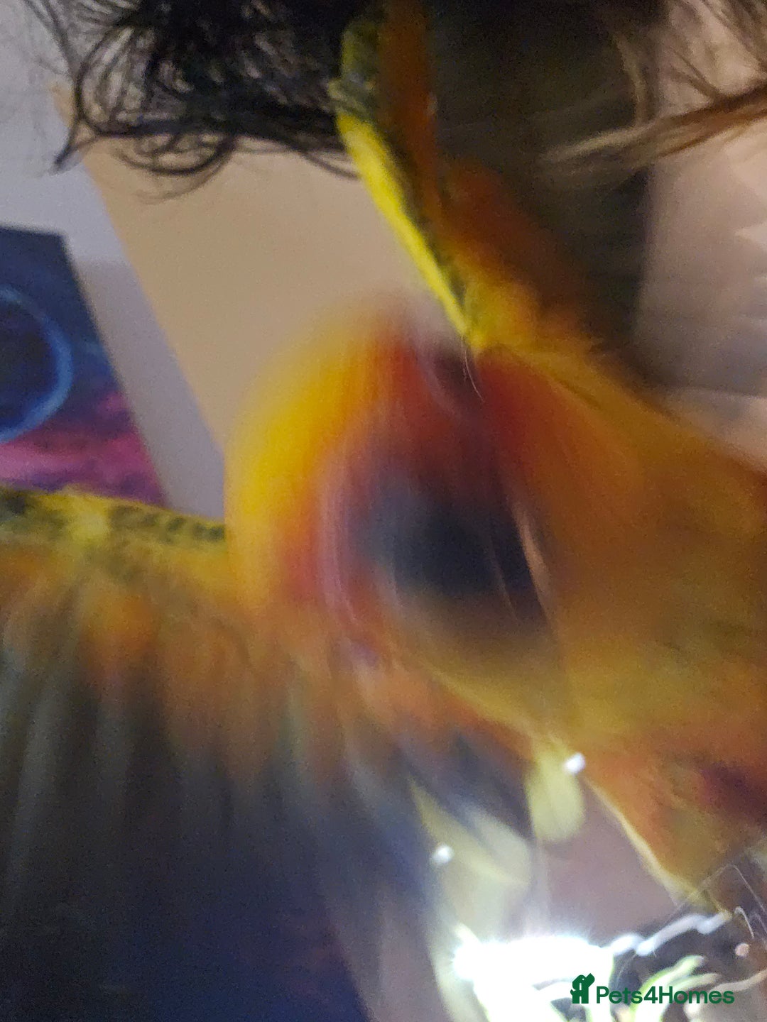 Conures birds for sale: Very sweet tame sun conure  - Image 4