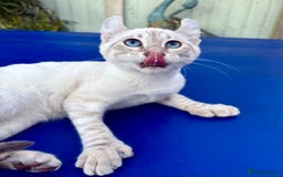 Savannah cats for sale: Superb polydactyl curled eared snow leopard  - Image 13