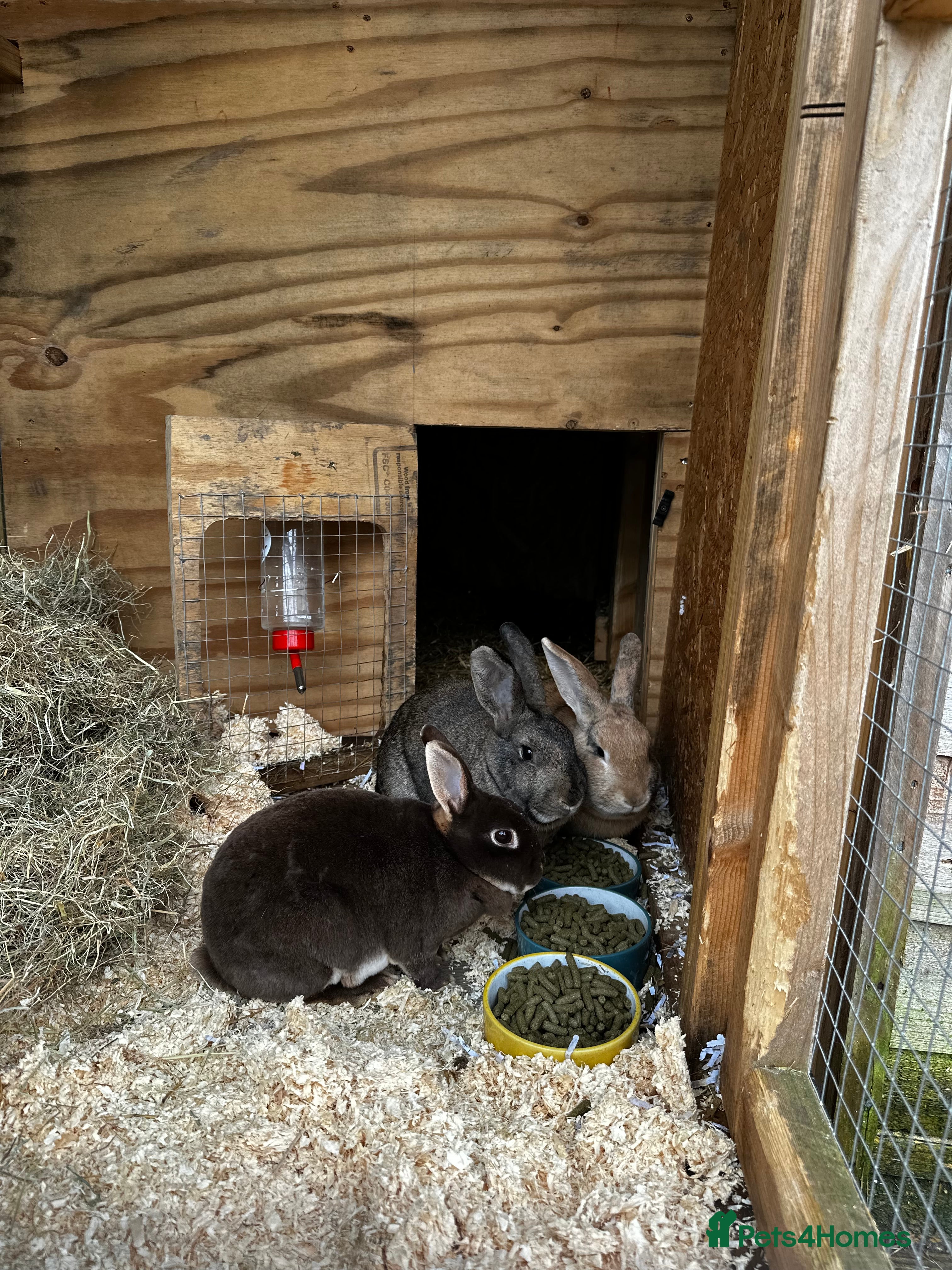 Rex rabbits 3 Bonded female rabbits  - Advert 1