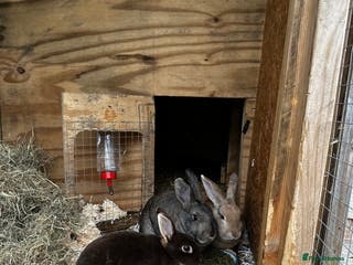 Rex rabbits 3 Bonded female rabbits - Advert 1