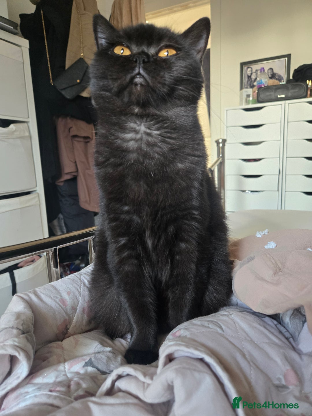 British Shorthair cats for sale: British Shorthair Black female - Advert 11