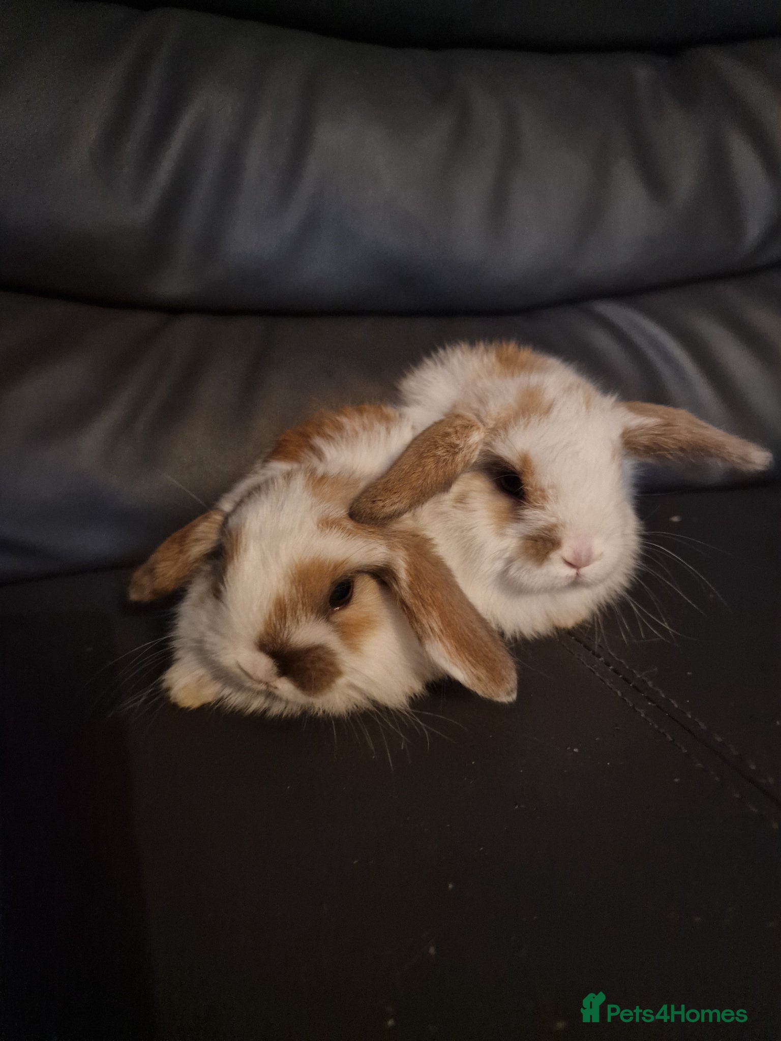 Mini Lop rabbits 2 Male mini lop - Advert 15