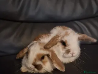 Mini Lop rabbits 2 Male mini lop - Advert 15