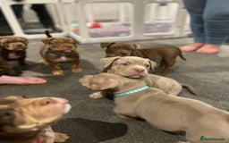 American Bully dogs for sale: Pocket bullies  ready to leave!! (Reduced) - Image 15