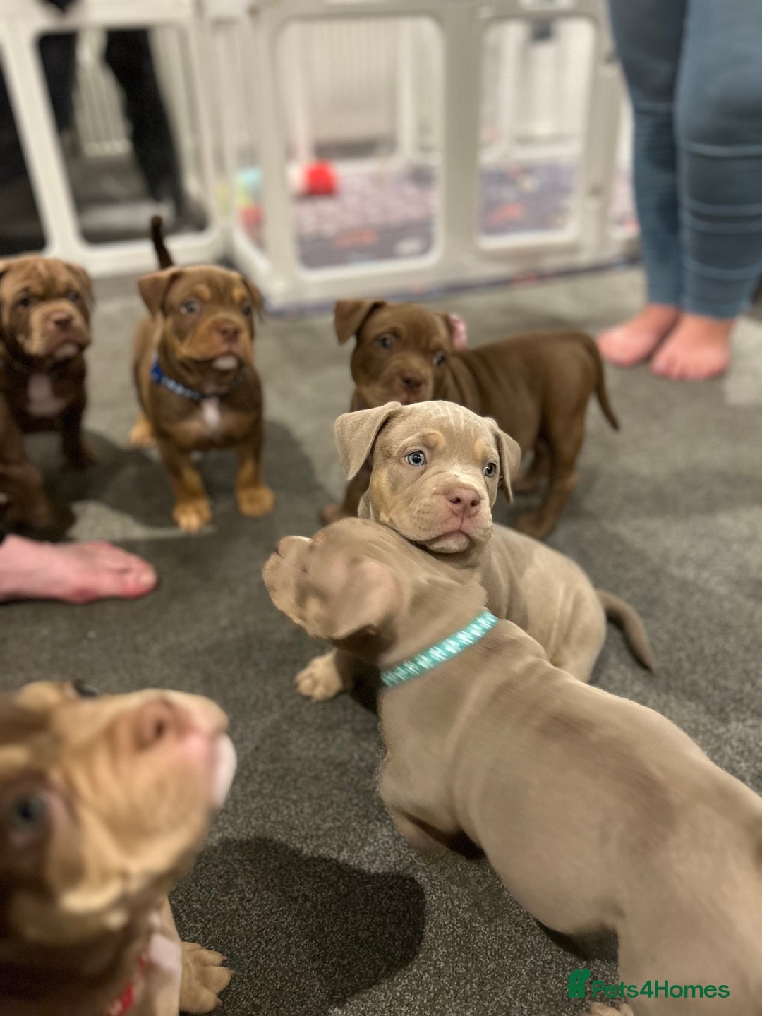 American Bully dogs for sale: Pocket bullies  ready to leave!! (Reduced) - Image 15