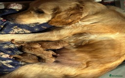 Golden Retriever dogs for sale: Beautiful chunky golden retriever’s  - Image 10