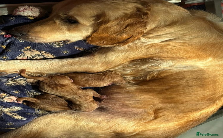 Golden Retriever dogs - Advert 1