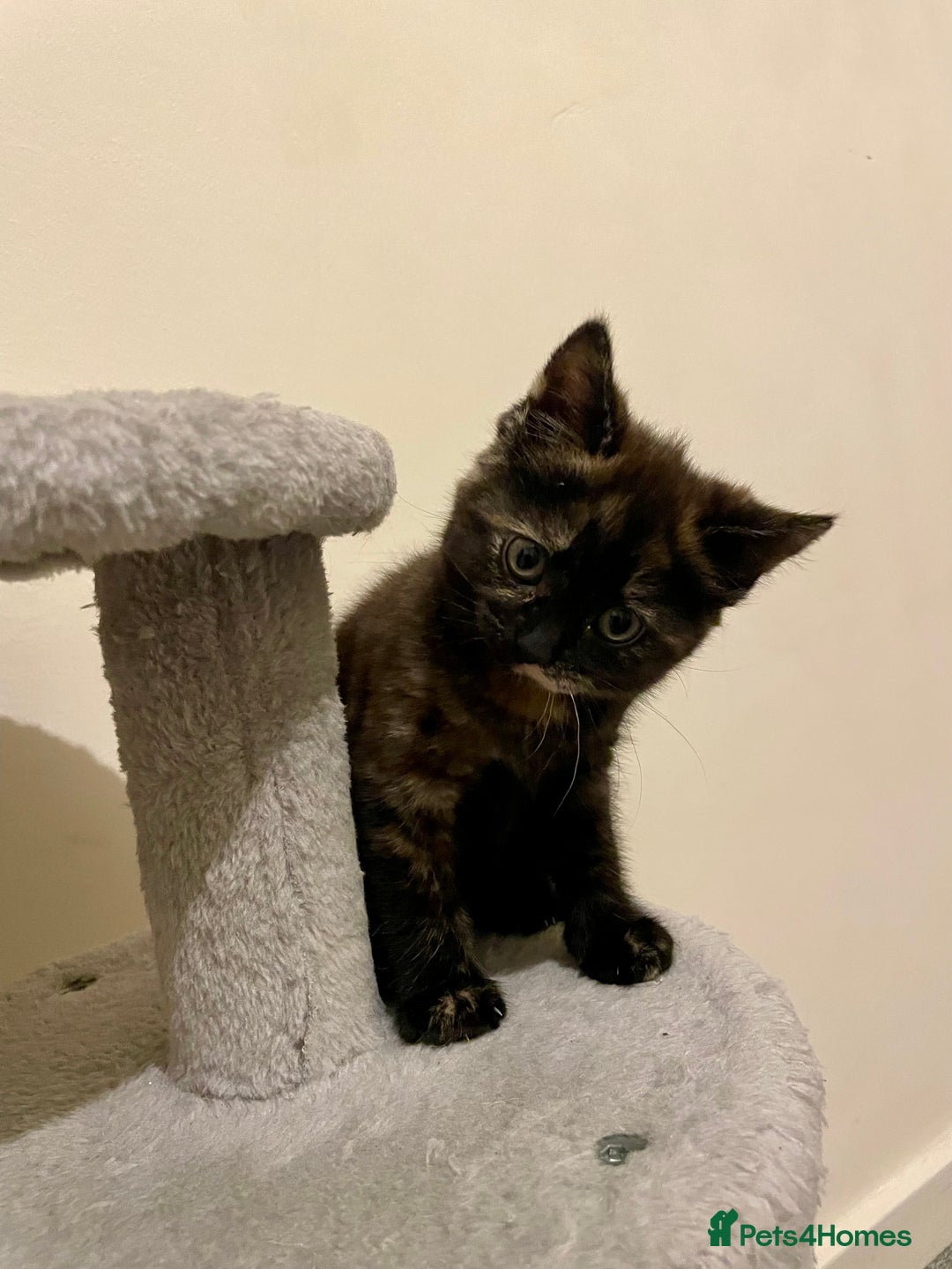 Turkish Angora cats for sale: Stunning Turkish Angora Kittens – Ready Now! 🐾 - Image 8