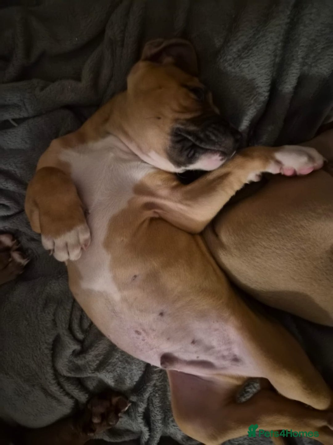 American Bulldog dogs for sale: 11 little hearts need their forever home - Advert 9