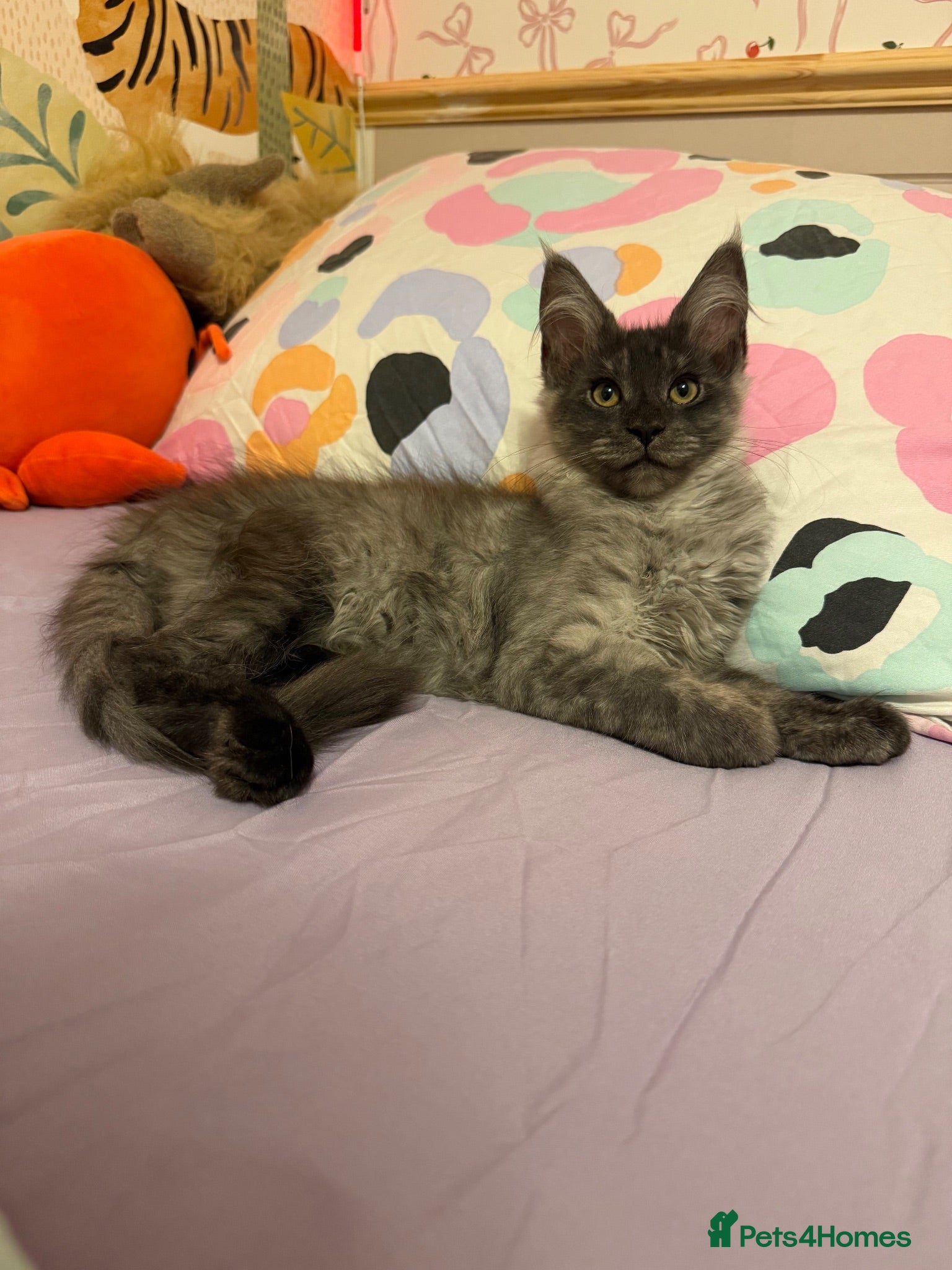 Maine Coon cats 🐾Beautiful Black Smoke Maine Coon Girl 🐾 - Advert 1