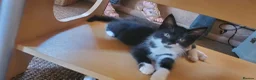 Mixed Breed cats for sale: 5 beautiful tuxedo cats looking for a home ❤  - Advert 3
