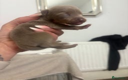 Mixed Breed dogs for sale: Xxx TINY dachshund x chihuahua puppies xxx - Image 13