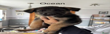 Ocean