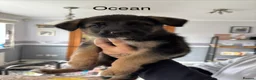 German Shepherd dogs for sale: 10 x KC Registered German Shepherd Puppies - Advert 3