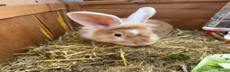 Lionhead rabbits for sale: 2 adorable Lion head rabbits - Advert 3