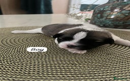 Zuchon dogs for sale: Female  - Image 1