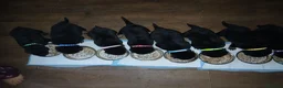Mixed Breed dogs for sale: Shepweiler puppies  - Advert 10