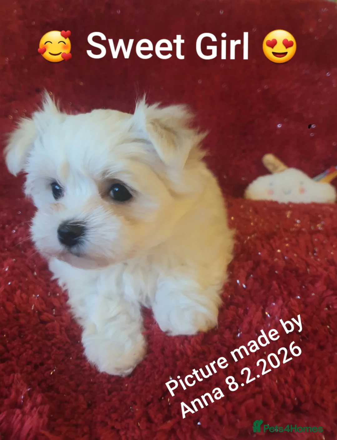Maltese dogs for sale: Maltese ♡ Pedigree ♡  - Advert 11