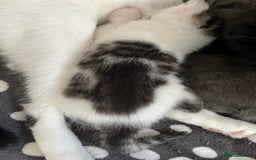 Mixed Breed cats for sale: Gorgeous White/Tabby Kitten   - Image 8