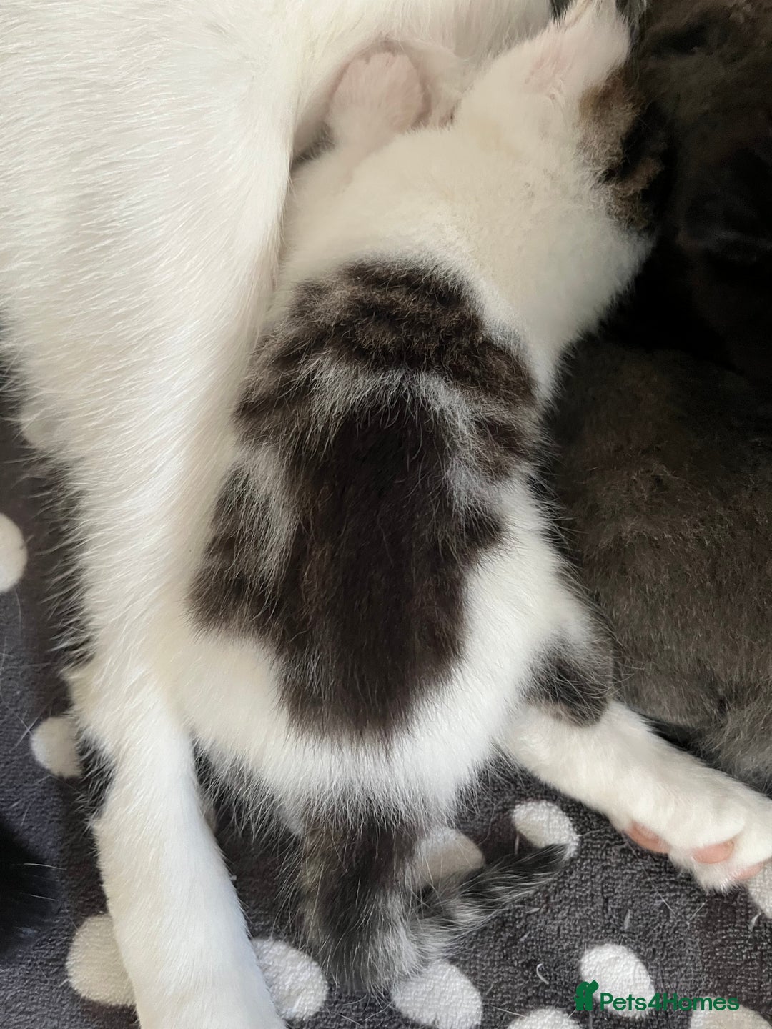 Mixed Breed cats for sale: Gorgeous White/Tabby Kitten   - Image 8